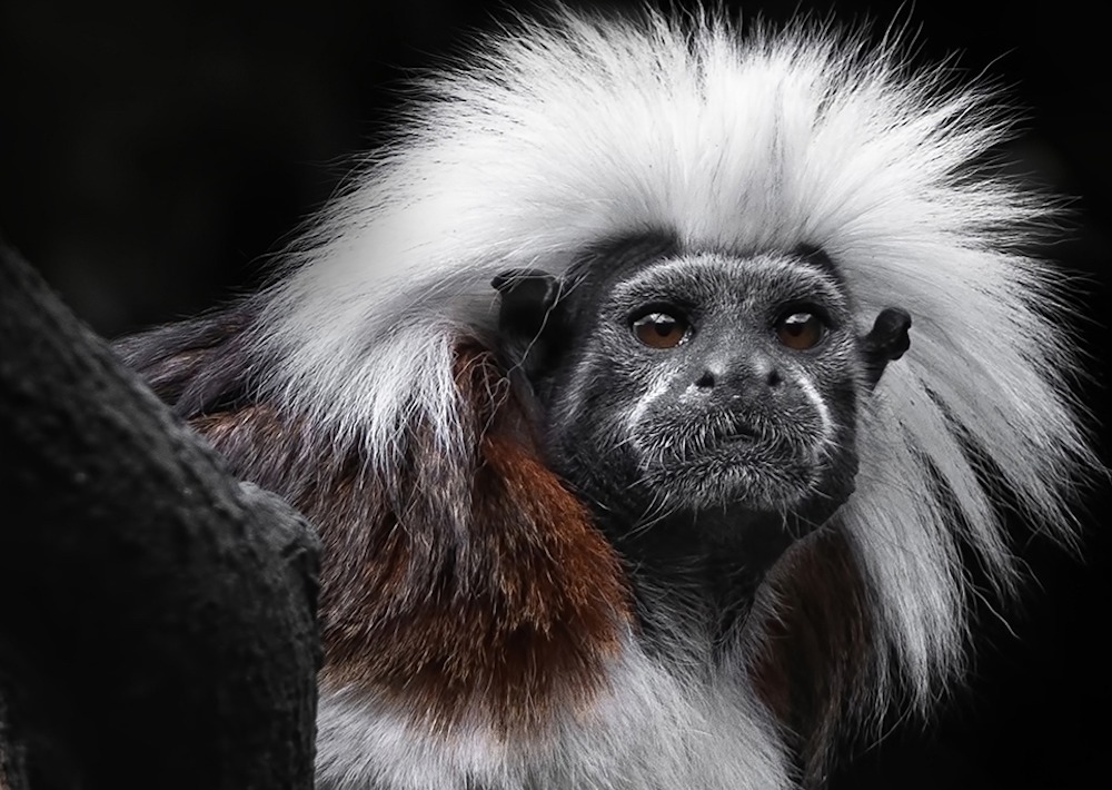The Cotton-top Tamarin, by Carolyn Smith