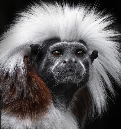 The Cotton-top Tamarin, by Carolyn Smith