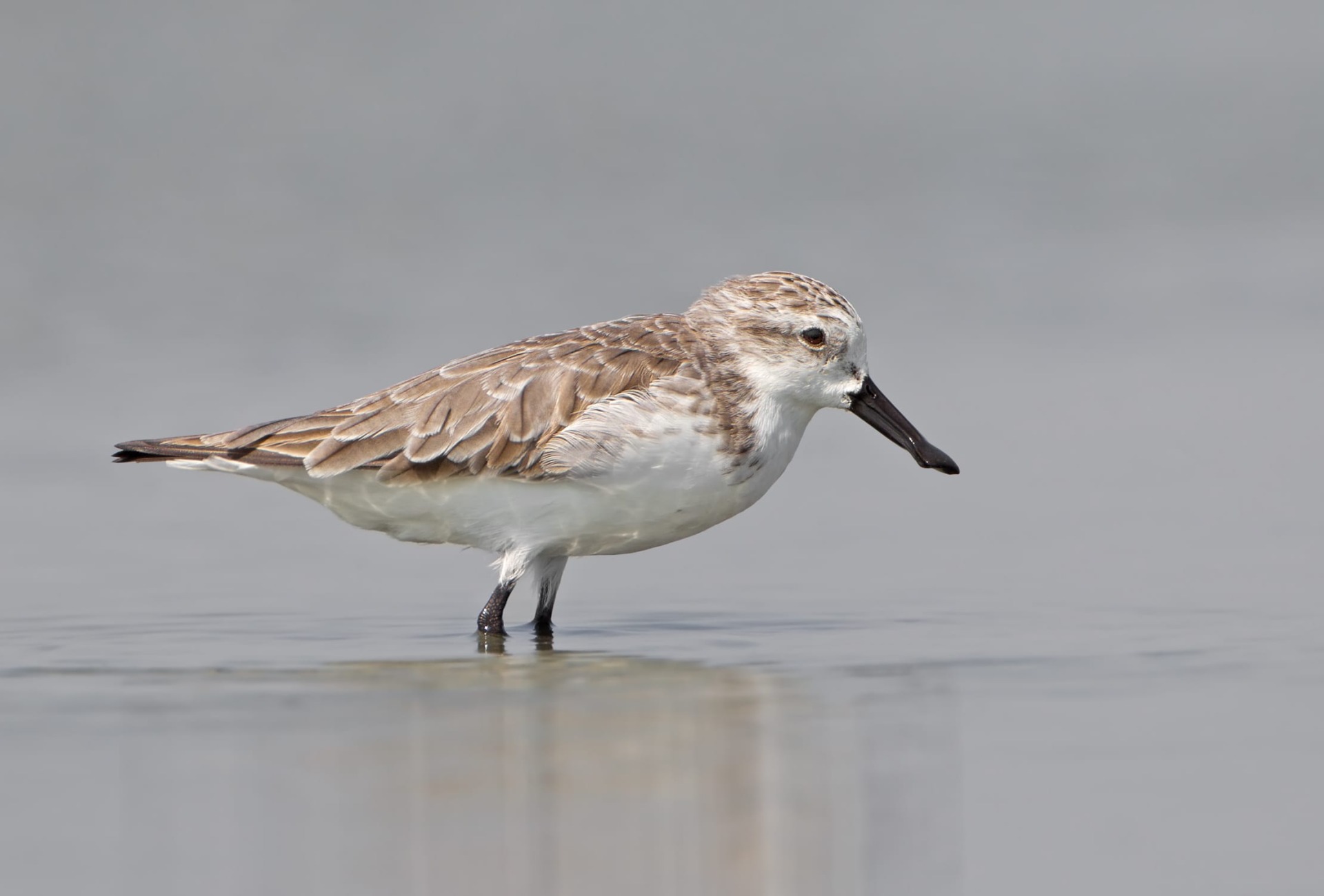 The Critically Endangered Spoon-billed Sandpiper