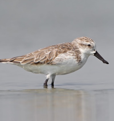 The Critically Endangered Spoon-billed Sandpiper