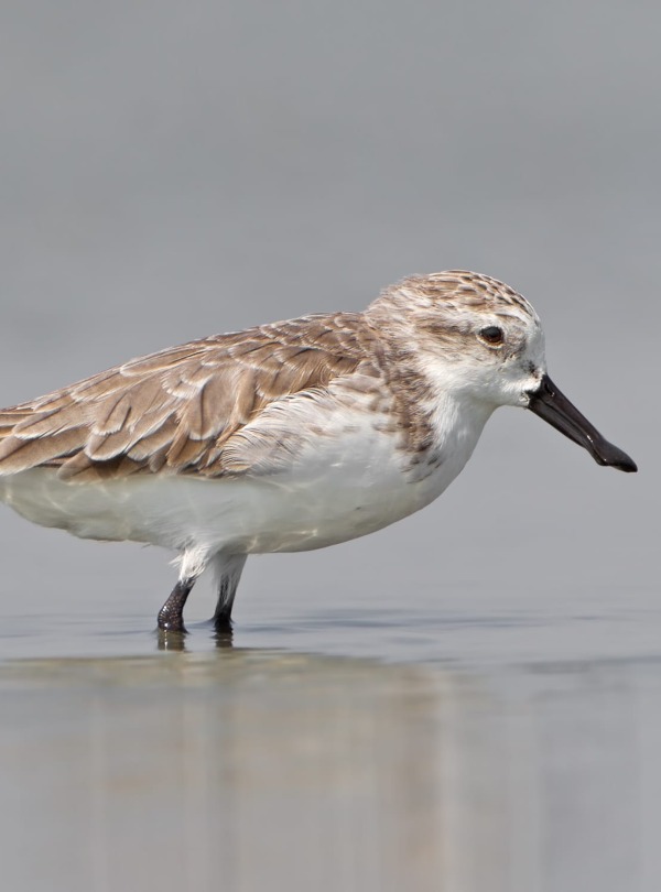 The Critically Endangered Spoon-billed Sandpiper