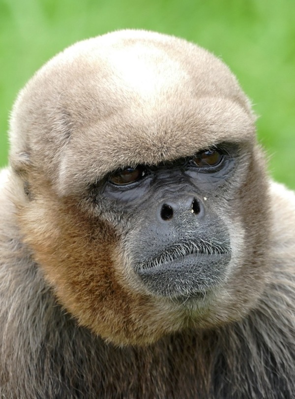 Common Woolly Monkey, shutterstock