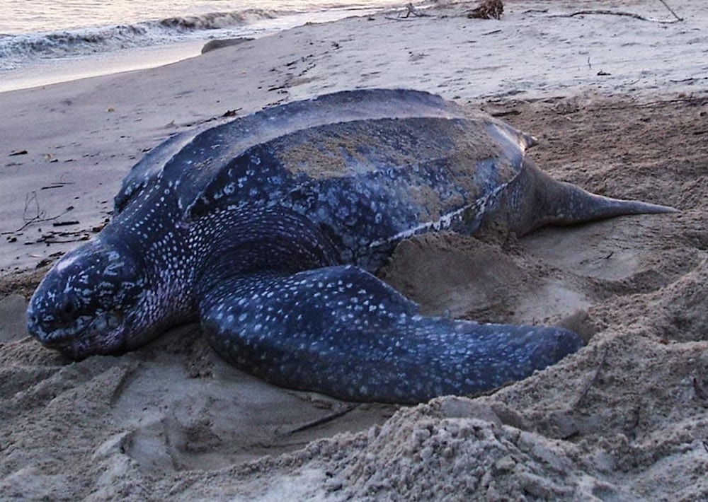 Leatherback Turtle, courtesy of Cocomasur Community Association
