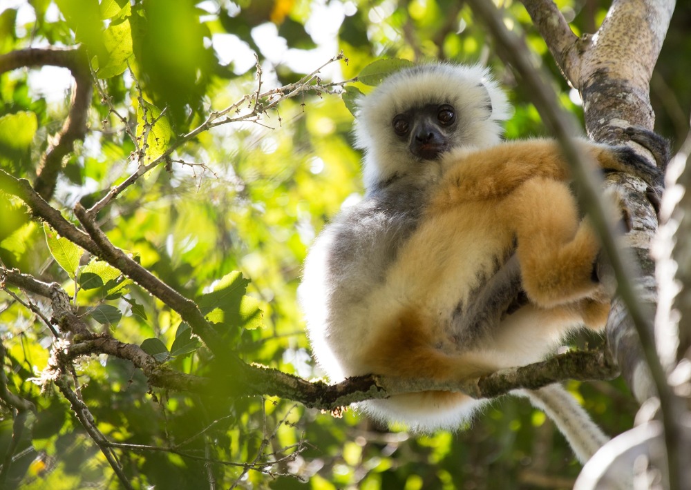 One of the largest living lemurs, a Diademed sifaka Lemur, by Michael Sale