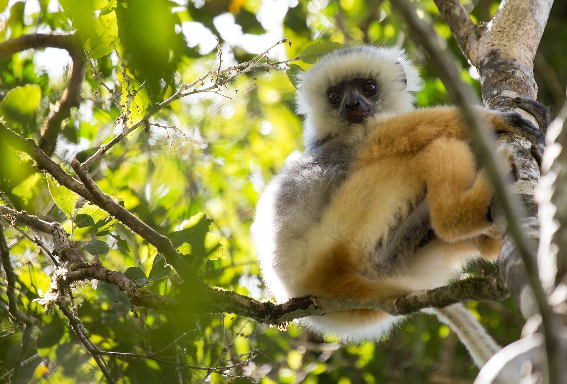 One of the largest living lemurs, a Diademed sifaka Lemur, by Michael Sale