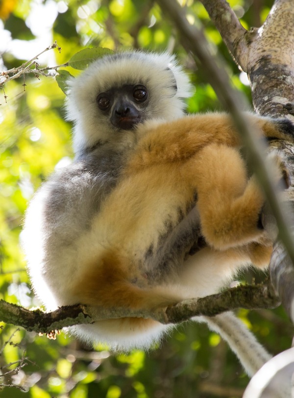 One of the largest living lemurs, a Diademed sifaka Lemur, by Michael Sale