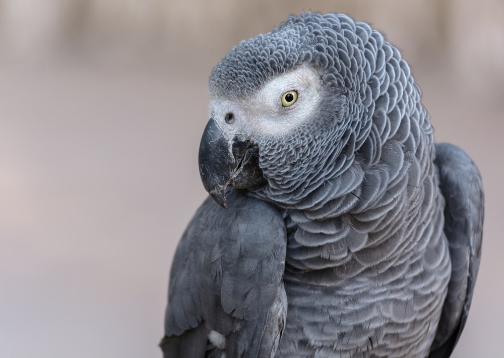 The Endangered African Grey Parrot, by PTSilly