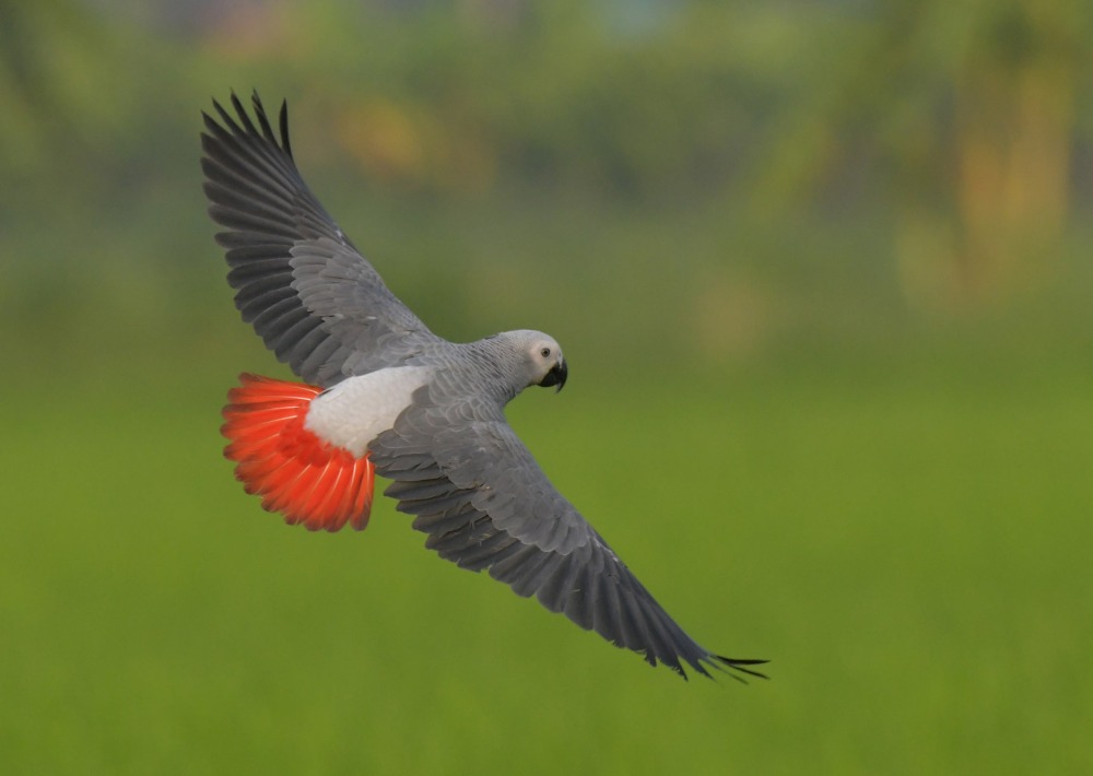 The Endangered African Grey Parrot, by Sanit Fuangnakhon