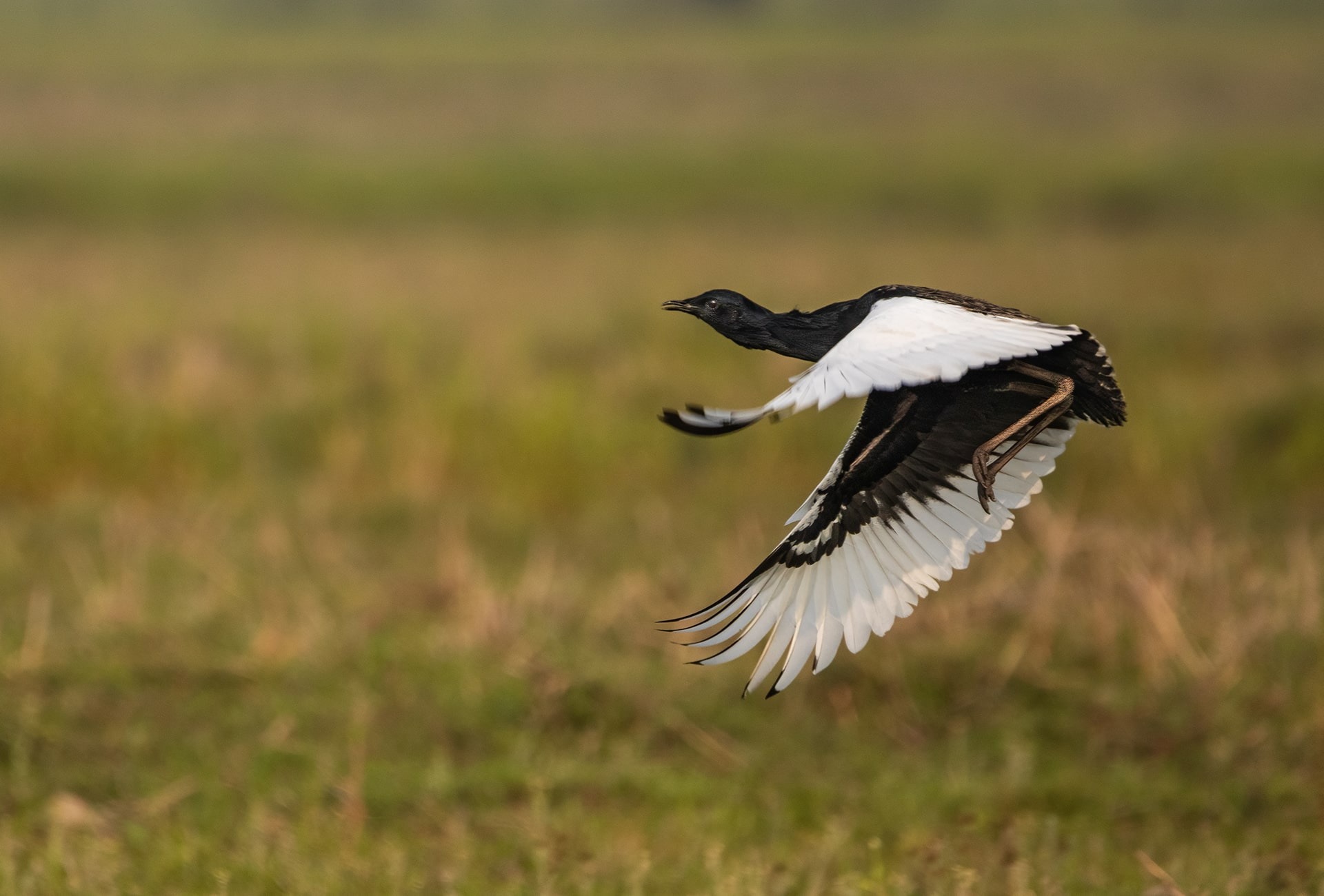 The Bengal Florican