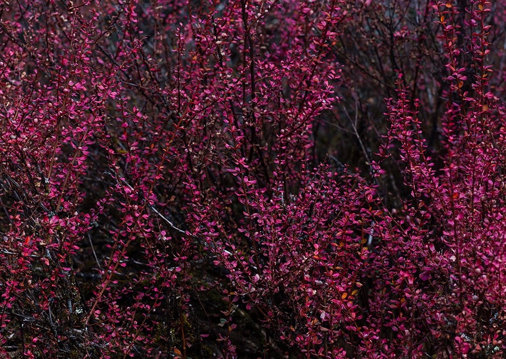 The Berberis, a major component of the sub-alpine shrublands