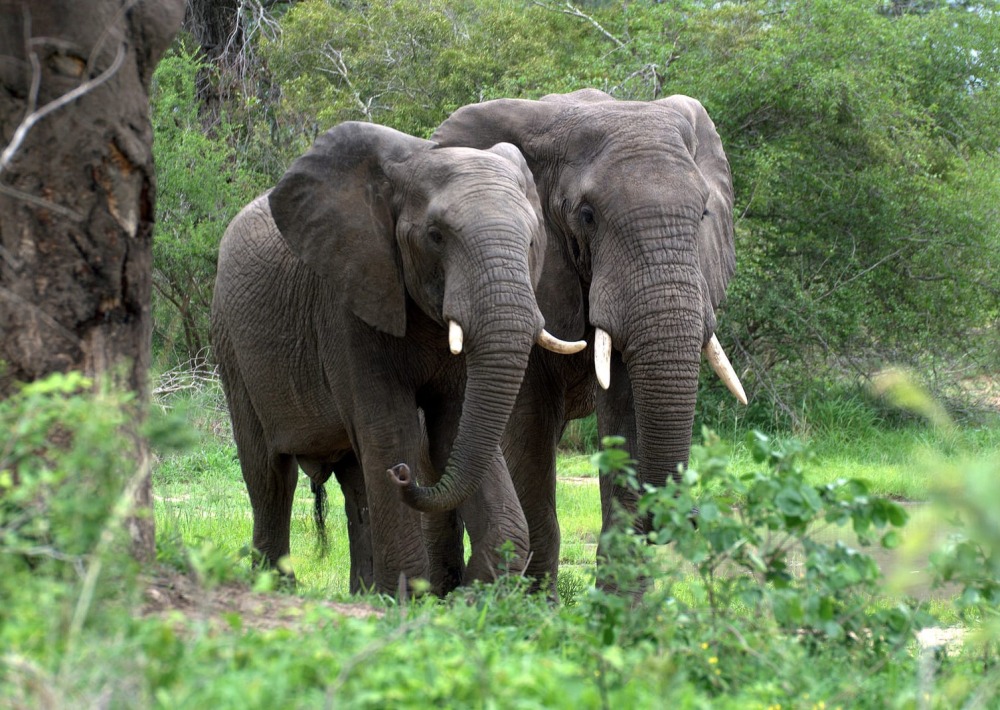 African Forest Elephants standing in the grass