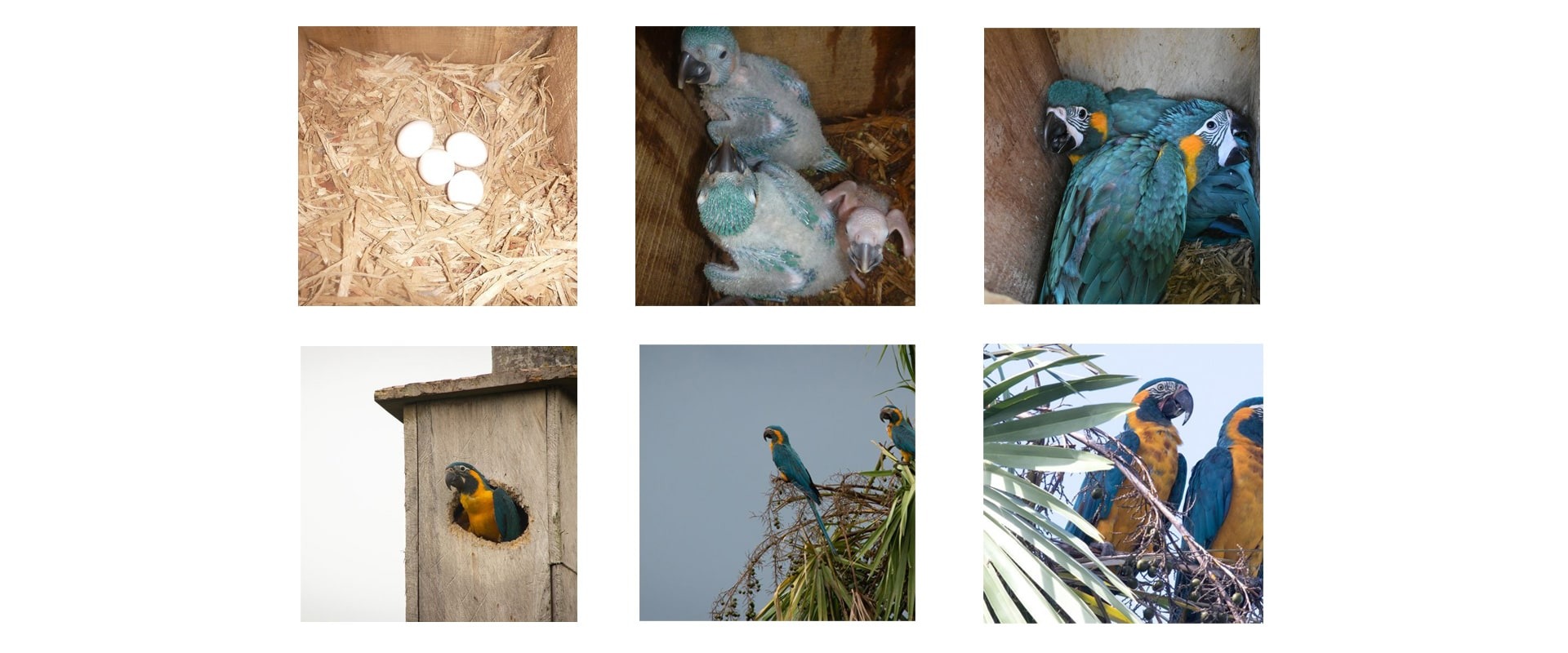 An example of a successful nesting box, resulting in the fledging of critically endangered Blue-throated Macaws.