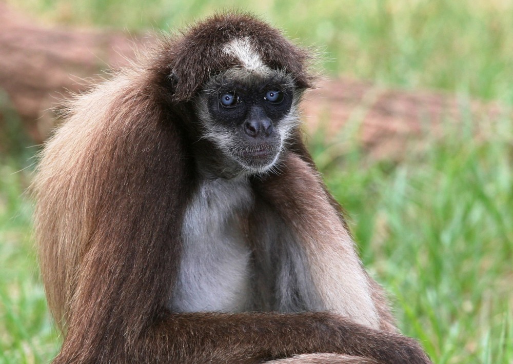 Brown Spider Monkey, Wikimedia Commons