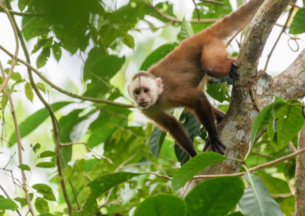 The Varied White-fronted Capuchin, photo by Santiago Rosado/Fundación Biodiversa