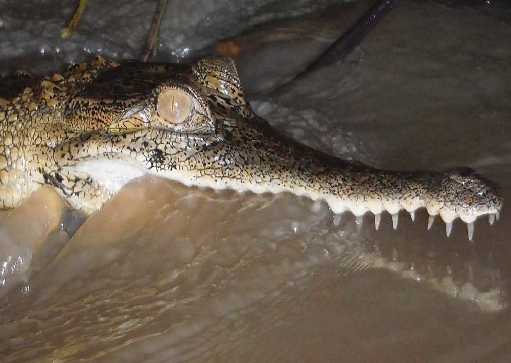 The Critically Endangered Slender-snouted Crocodile