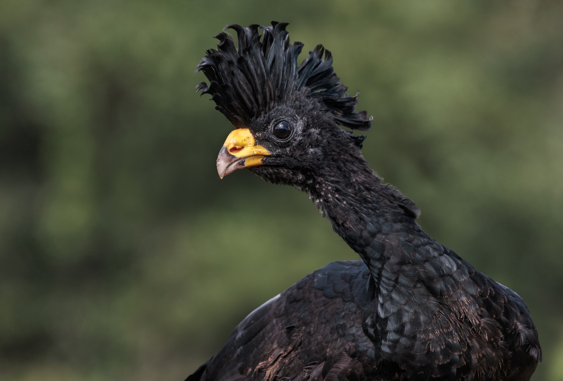 The Great Curassow, by Andy Morffew