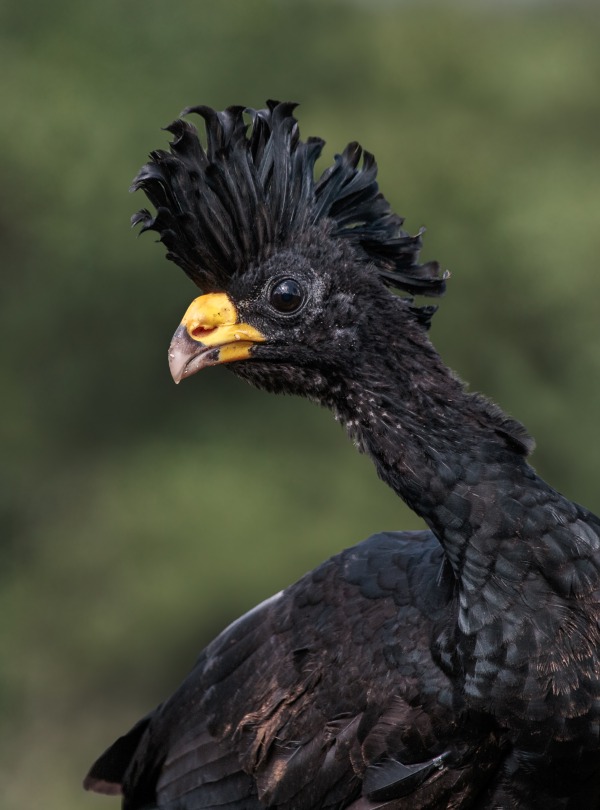The Great Curassow, by Andy Morffew