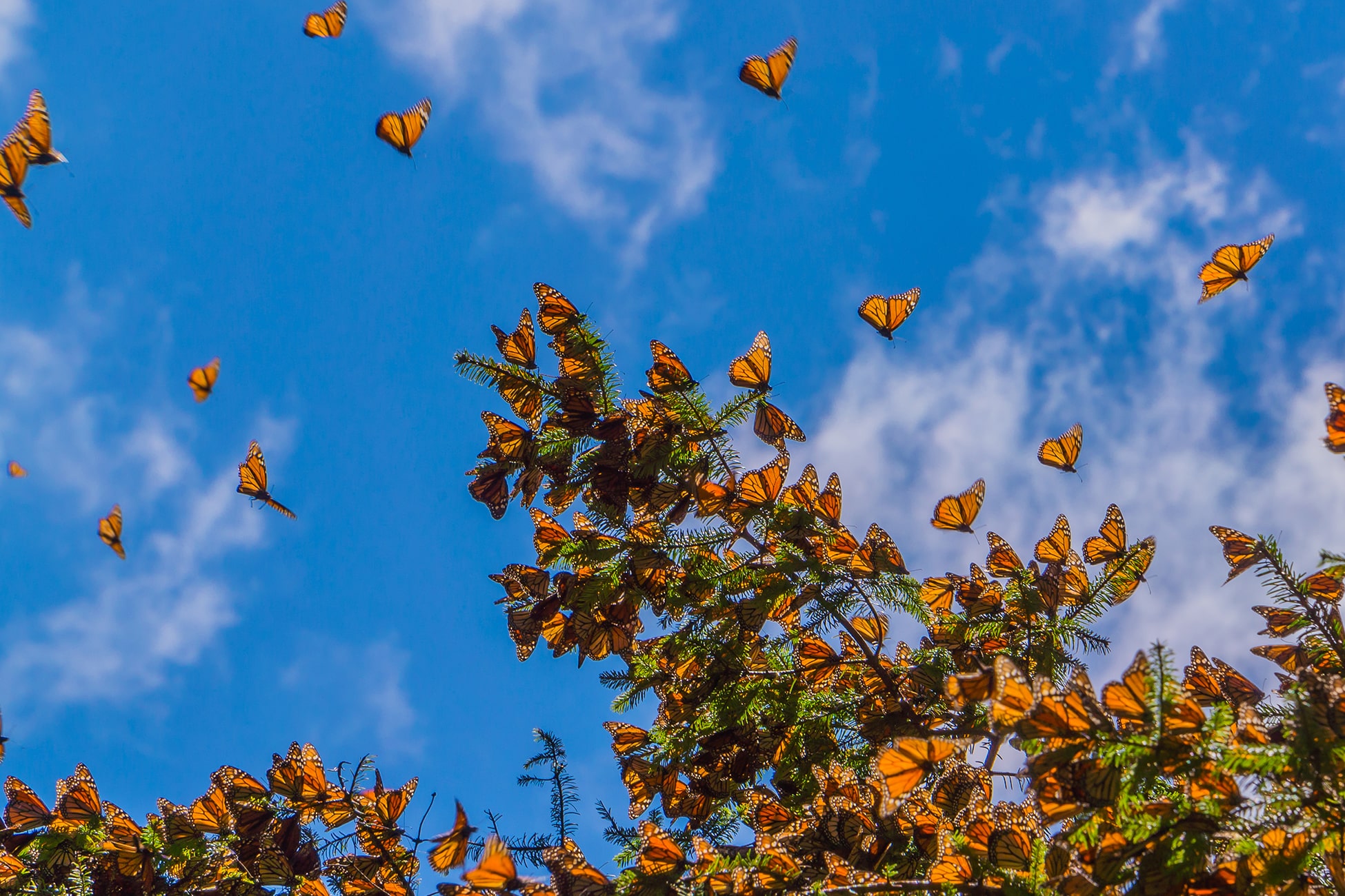 Photo of Rainforest Trust y sus socios protegen el hábitat crítico para las mariposas monarca en peligro de extinción de México, superando el punto de referencia de 40 millones de acres