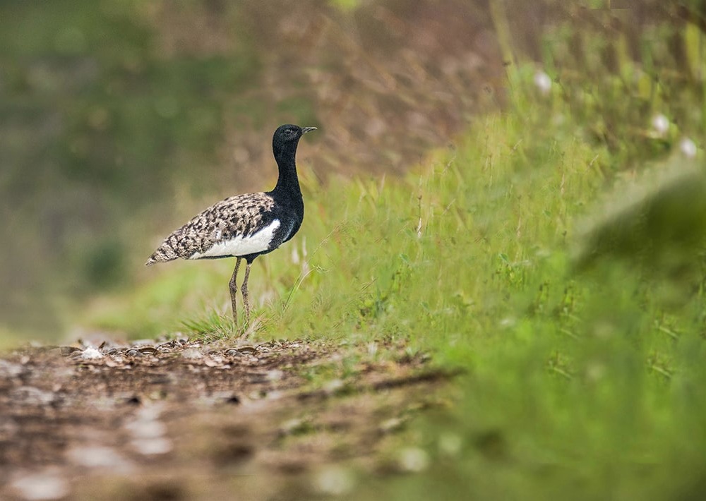 The Bengal Florican, by Nejib Ahmed