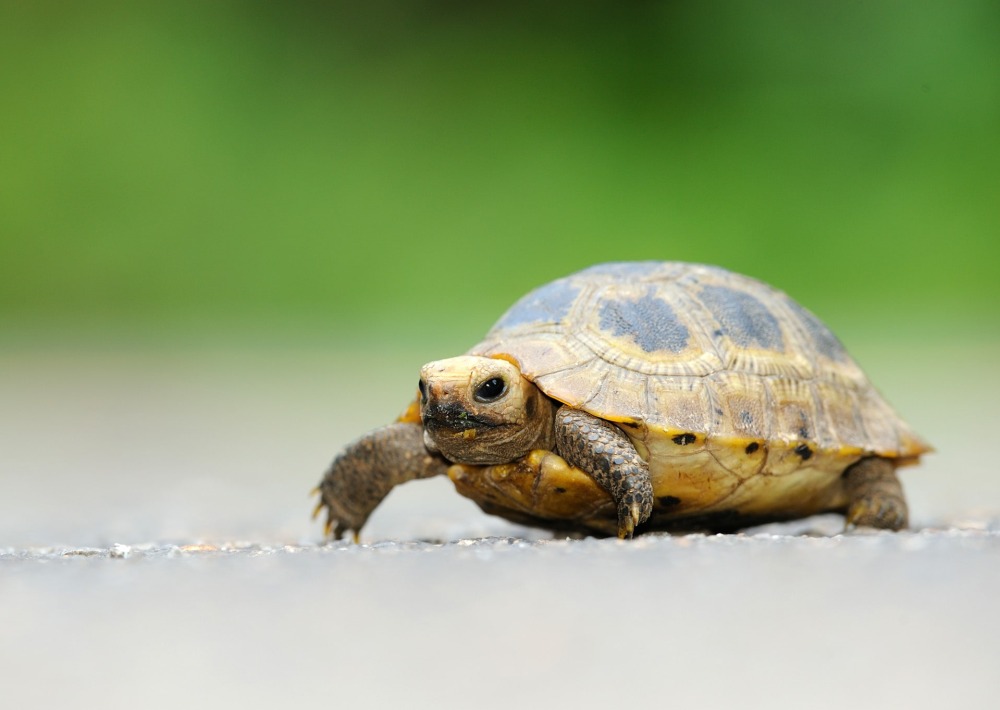 The Elongated Tortoise, by tontantravel