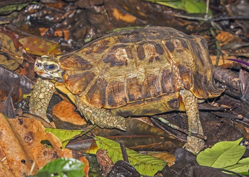 Home's Hinge-back Tortoise, Ghana, by Sharp Photography/Wikimedia Commons