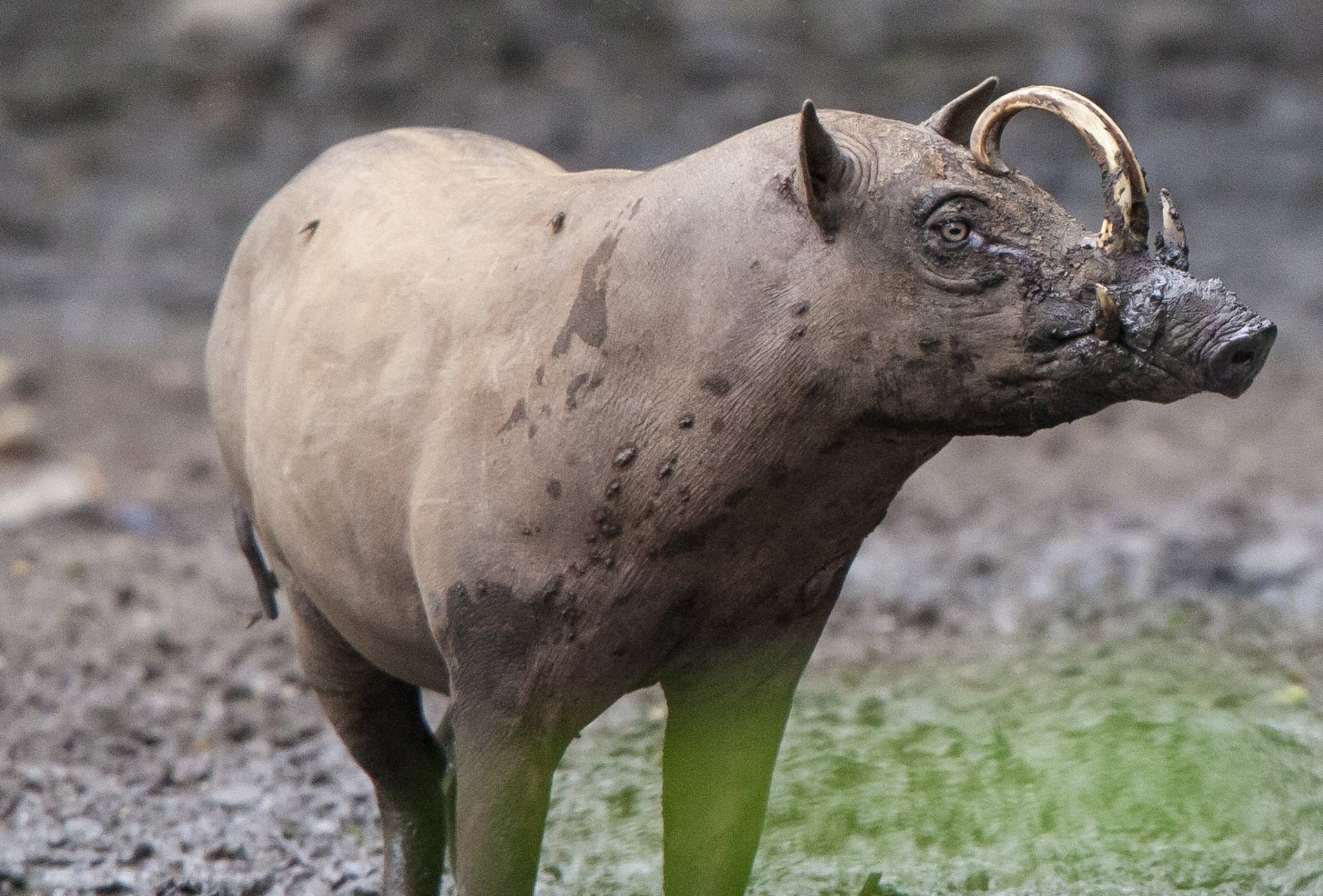 The Babirusa of Nantu, Indonesia, by Michel Gunther/SOS