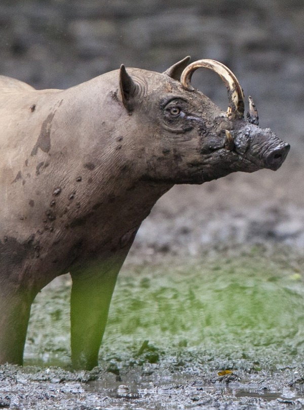 The Babirusa of Nantu, Indonesia, by Michel Gunther/SOS