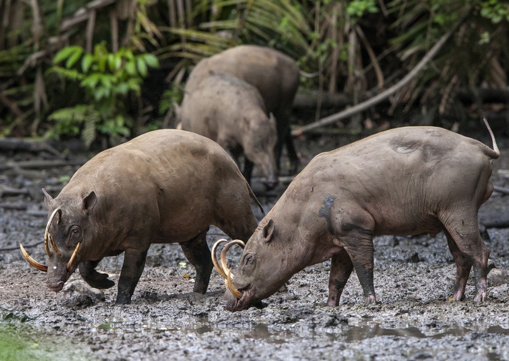 The Babirusa of Nantu, Indonesia, by Michel Gunther/SOS