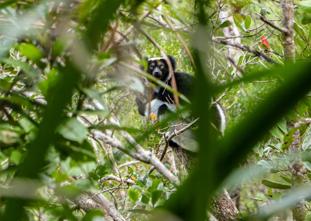 Another of the largest living lemurs found on Madagascar, the Indri.