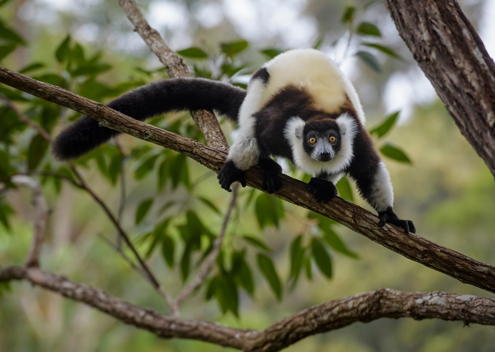 The Black-and-white Ruffed Lemur of Madagascar, by David Havel