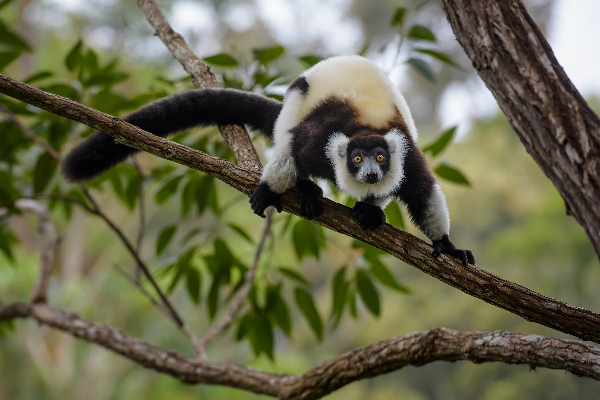 Save a Forest Island for Lemurs in Madagascar Rainforest Trust