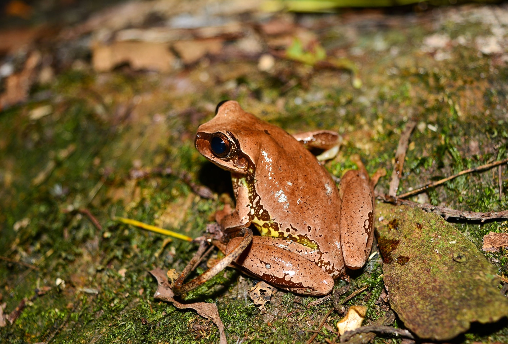 The Endangered Mourning Treefrog