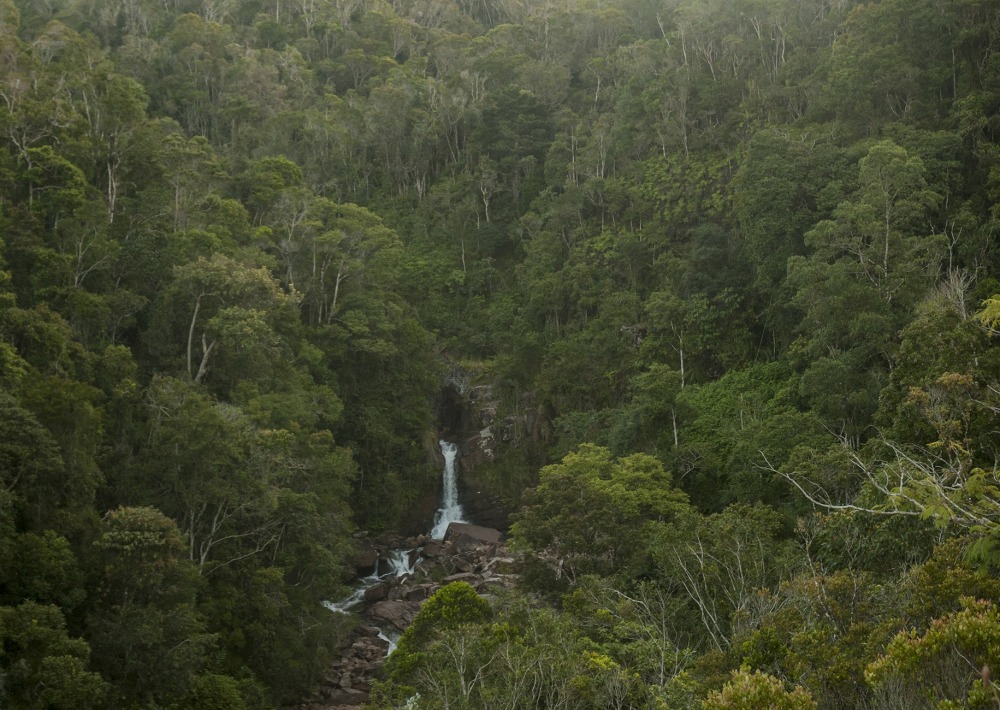 The Vohimana Forest of Madagascar