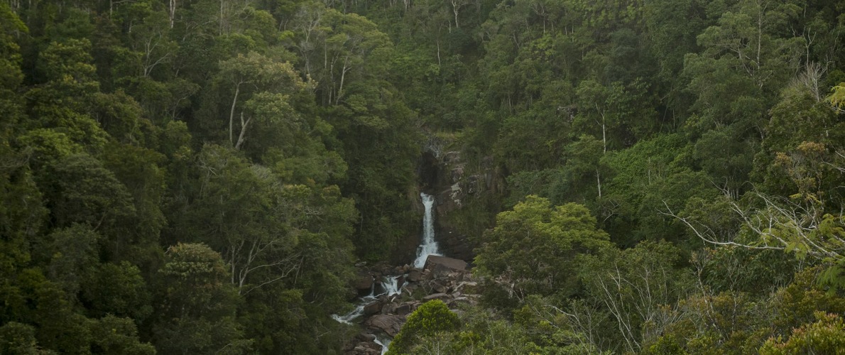 The Vohimana Forest of Madagascar