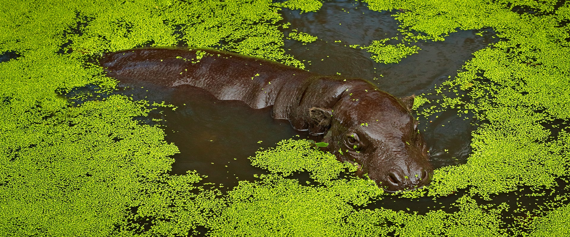 New National Park For Chimpanzees And Pygmy Hippos In Liberia New National Park For Chimpanzees And Pygmy Hippos In Liberia