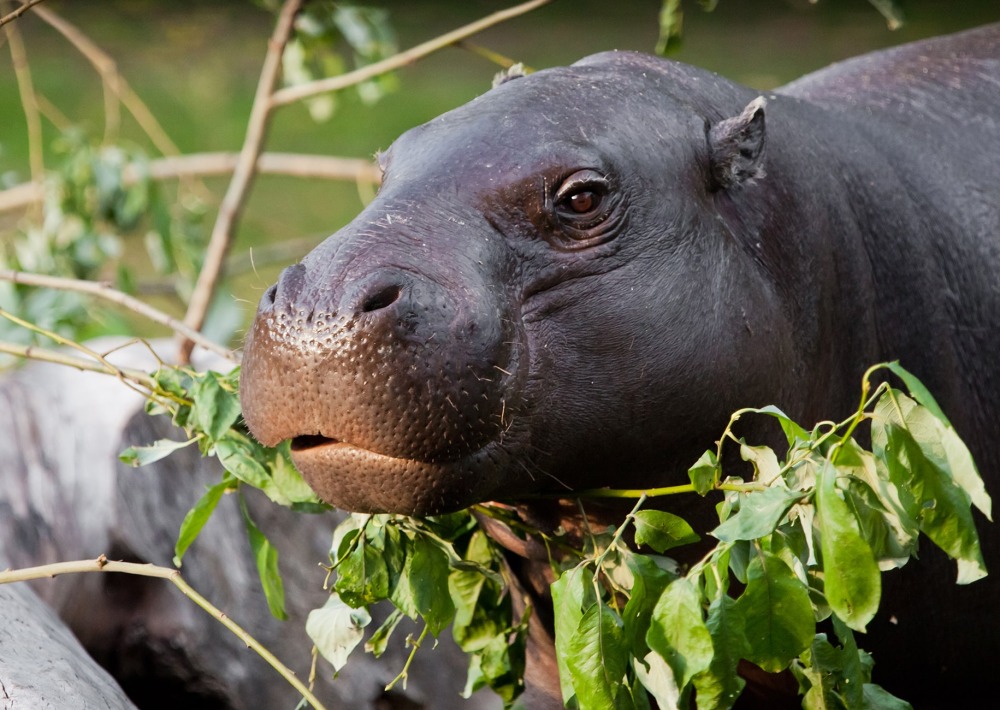 New National Park For Chimpanzees And Pygmy Hippos In Liberia New National Park For Chimpanzees And Pygmy Hippos In Liberia