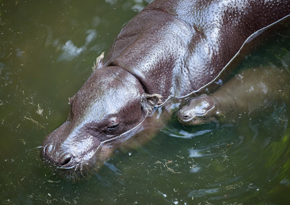 The Endangered Pygmy Hippopotamus with baby