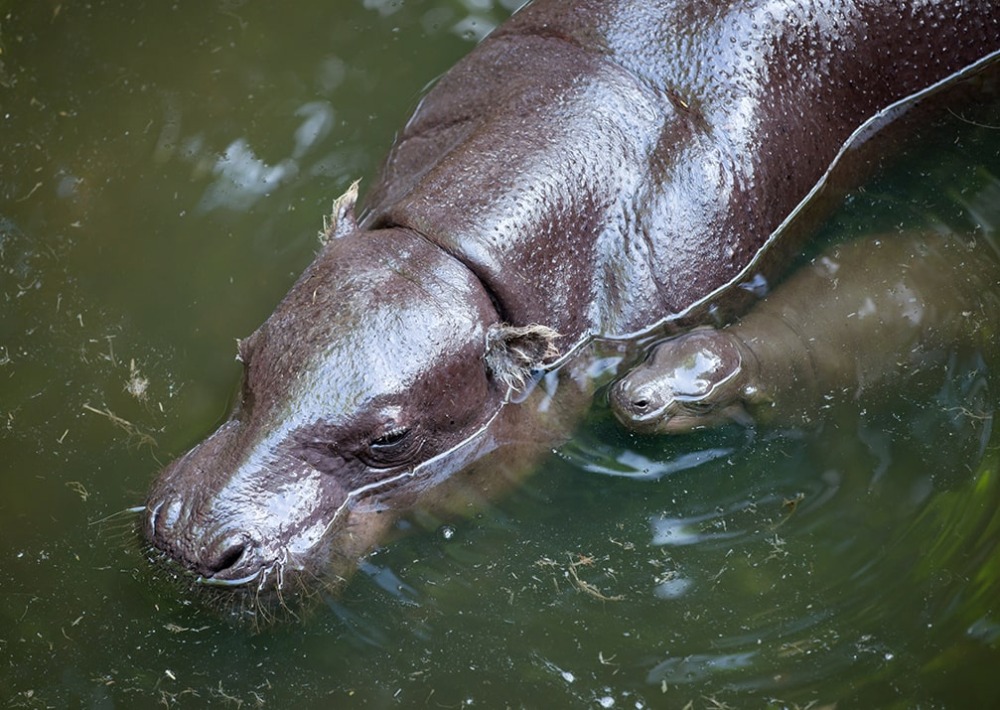 New National Park For Chimpanzees And Pygmy Hippos In Liberia New National Park For Chimpanzees And Pygmy Hippos In Liberia