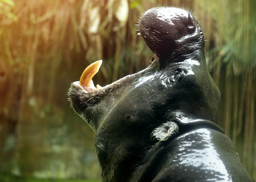 The Pygmy Hippo, by Tristan Tan
