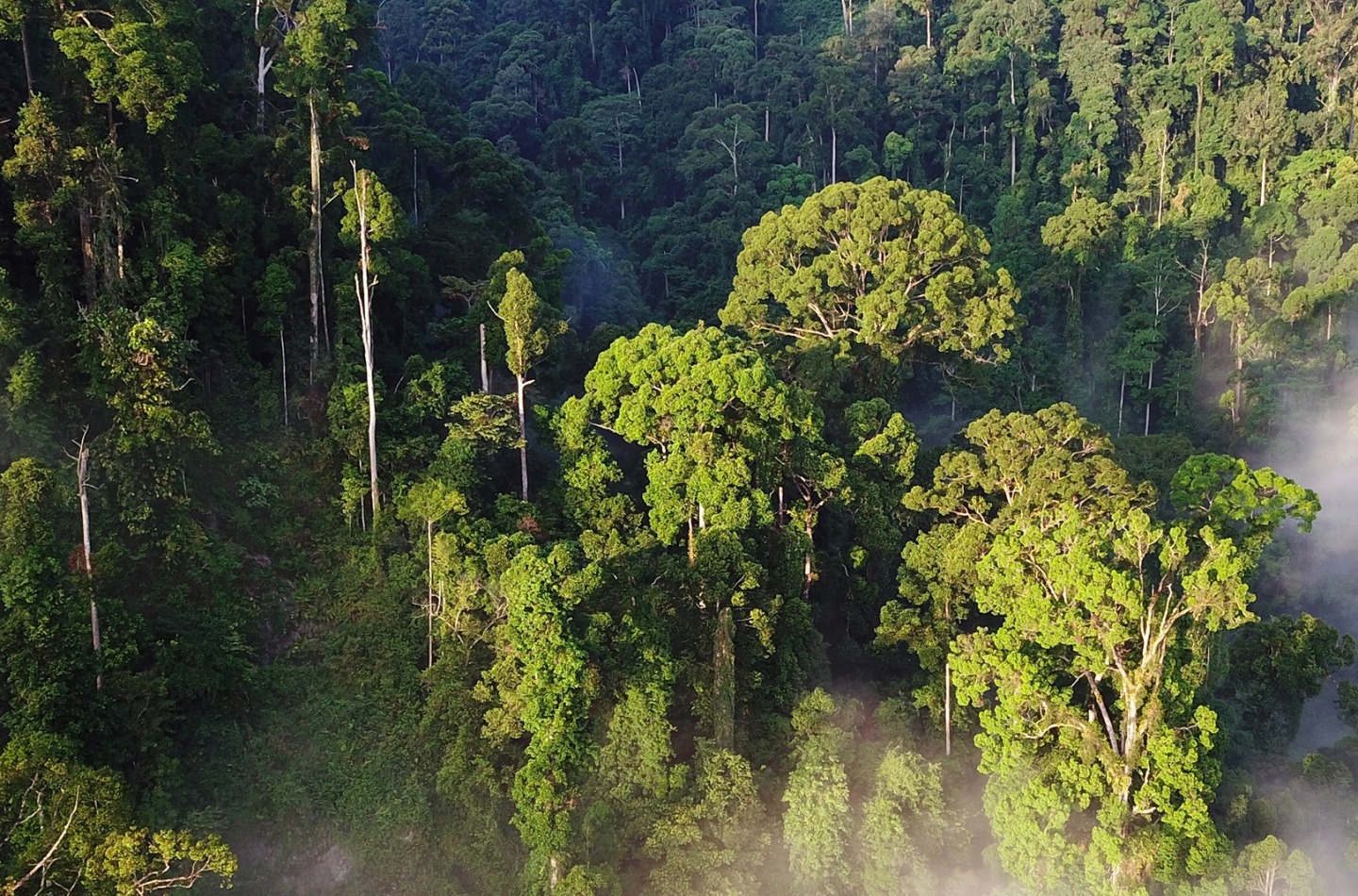 Rainforest from an aerial view.