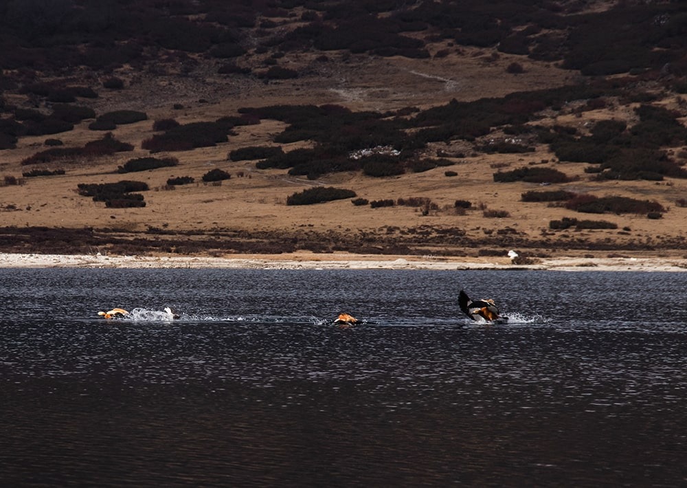 Ruddy Shelduck in the Sodhu Pokhari landscape, courtesy KTK-BELT