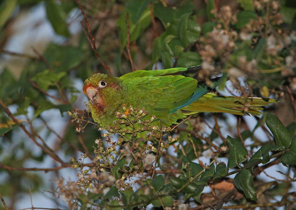 The Endangered Santa Marta Parakeet, photo by Rainforest Trust