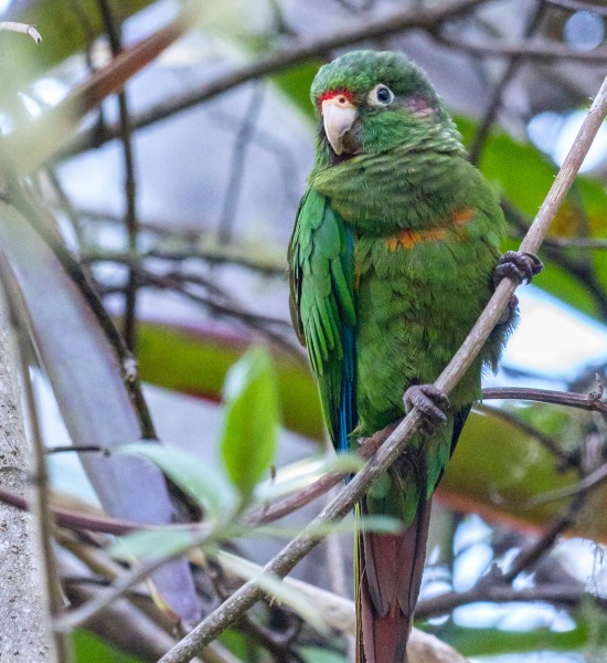 Santa Marta Parakeet, by William Stephens / Wikimedia Commons