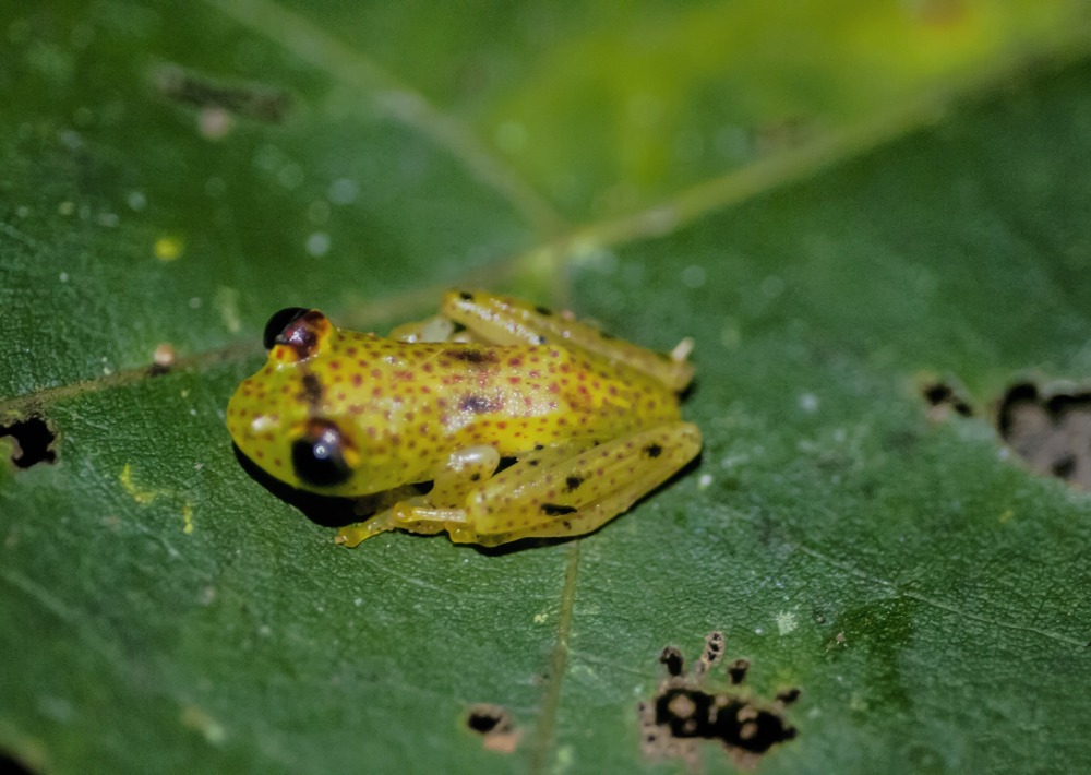 The Boophis Tasymena Frog endemic to Madagascar
