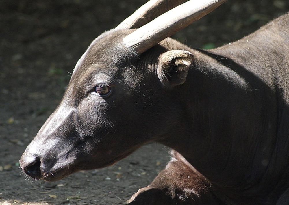 The Lowland Anoa of Nantu, Indonesia, by Michelle Bartsch