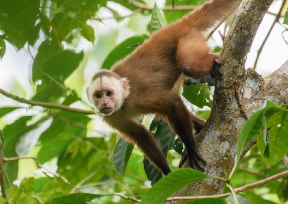 The Varied White-fronted Capuchin, photo by Santiago Rosado/Fundación Biodiversa