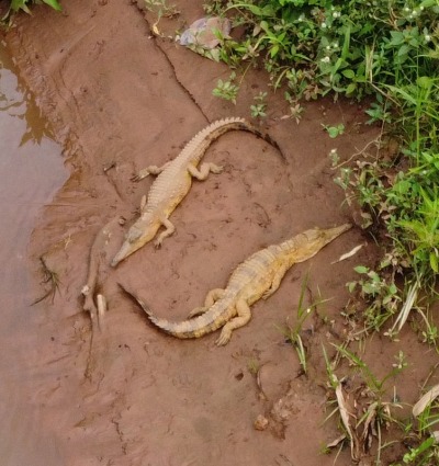 West African Slender-snouted Crocodile along Tano River in Ghana