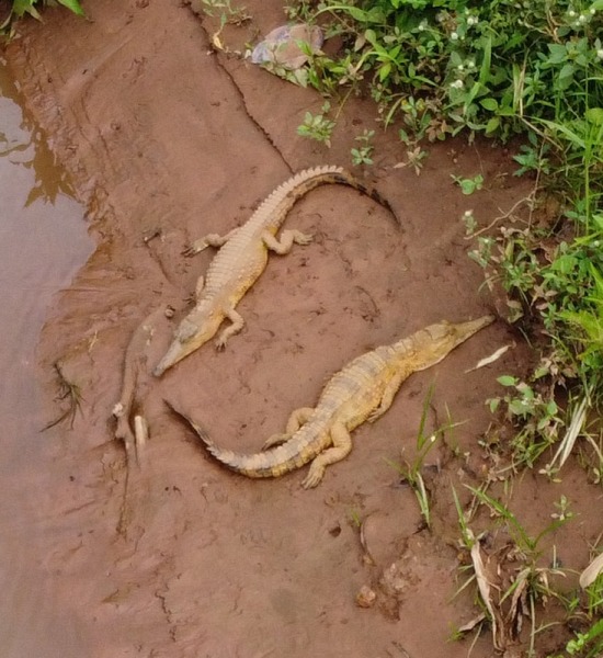 West African Slender-snouted Crocodile along Tano River in Ghana