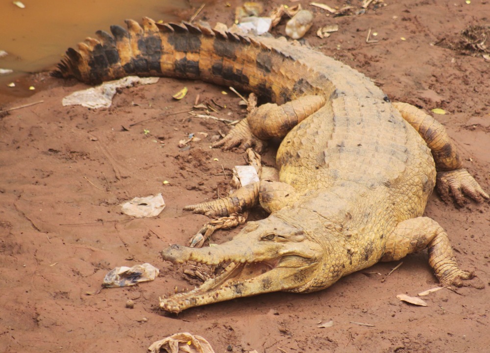 West African Slender-snouted Crocodile basking at the bank of Tano River in Techiman, Ghana, courtesy Threatened Species Conservation Alliance