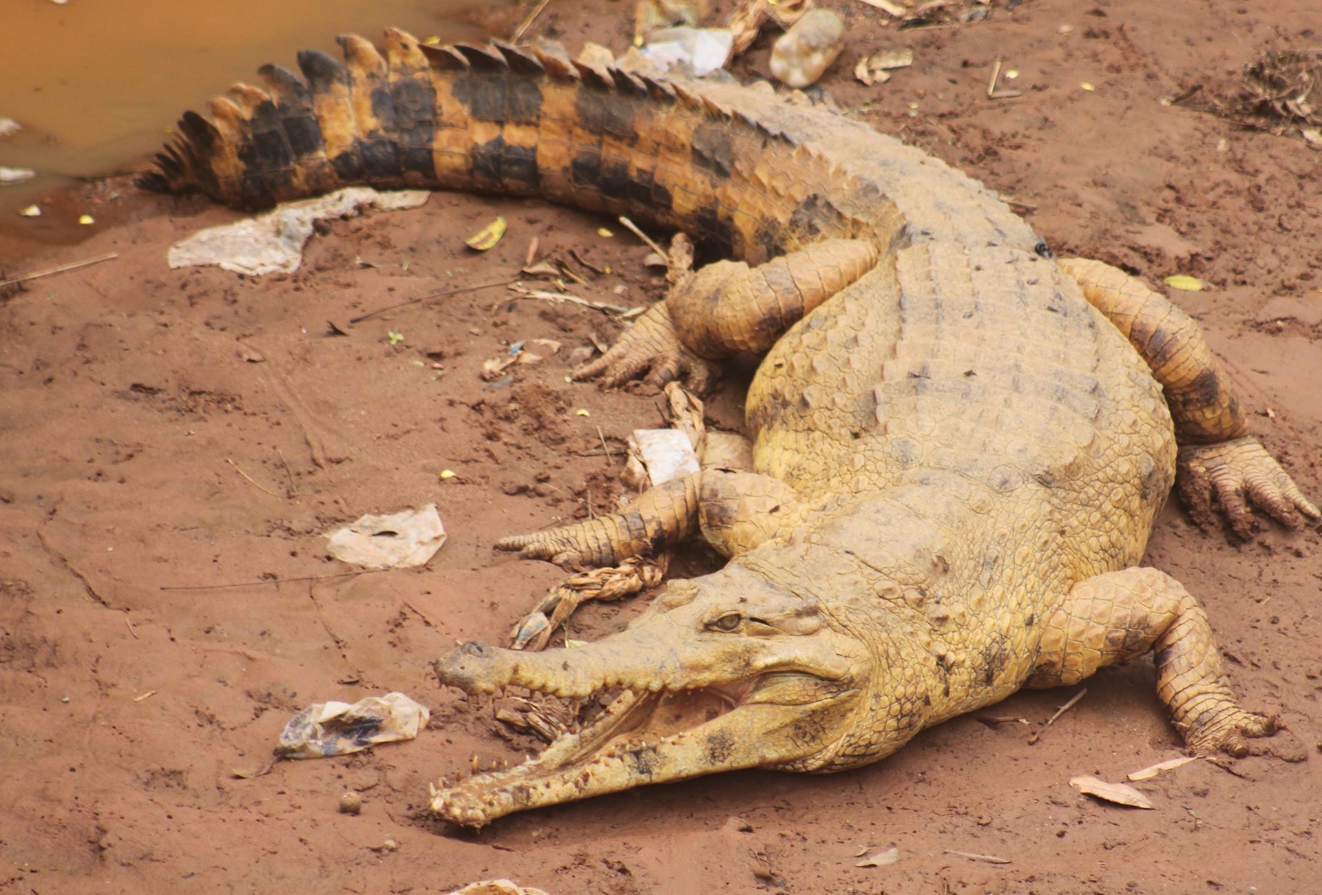 West African Slender-snouted Crocodile basking at the bank of Tano River in Techiman, Ghana, courtesy Threatened Species Conservation Alliance